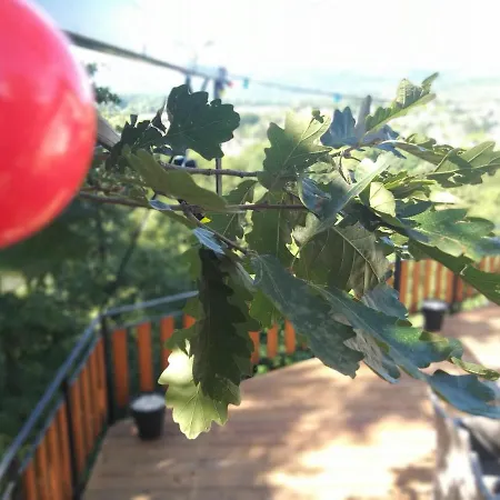 Toelgyerdo *